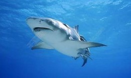 狂野鲛鲨最新爆料图片,神秘海洋生物惊现深海秘境